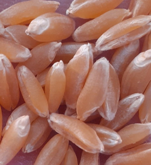 Premium Organic Bansi GOLD Wheat