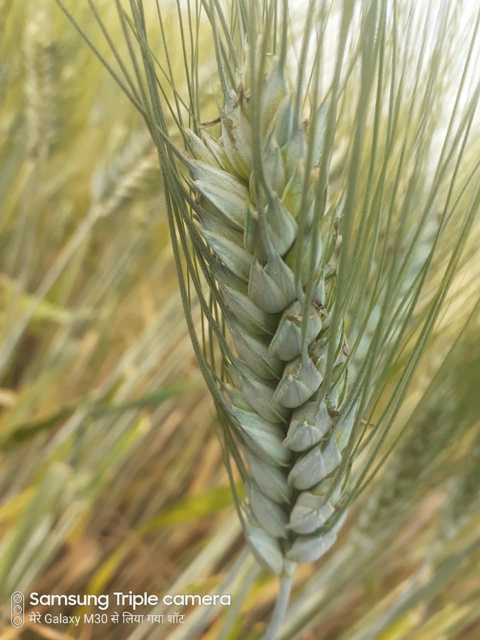 Premium Organic Bansi GOLD Wheat