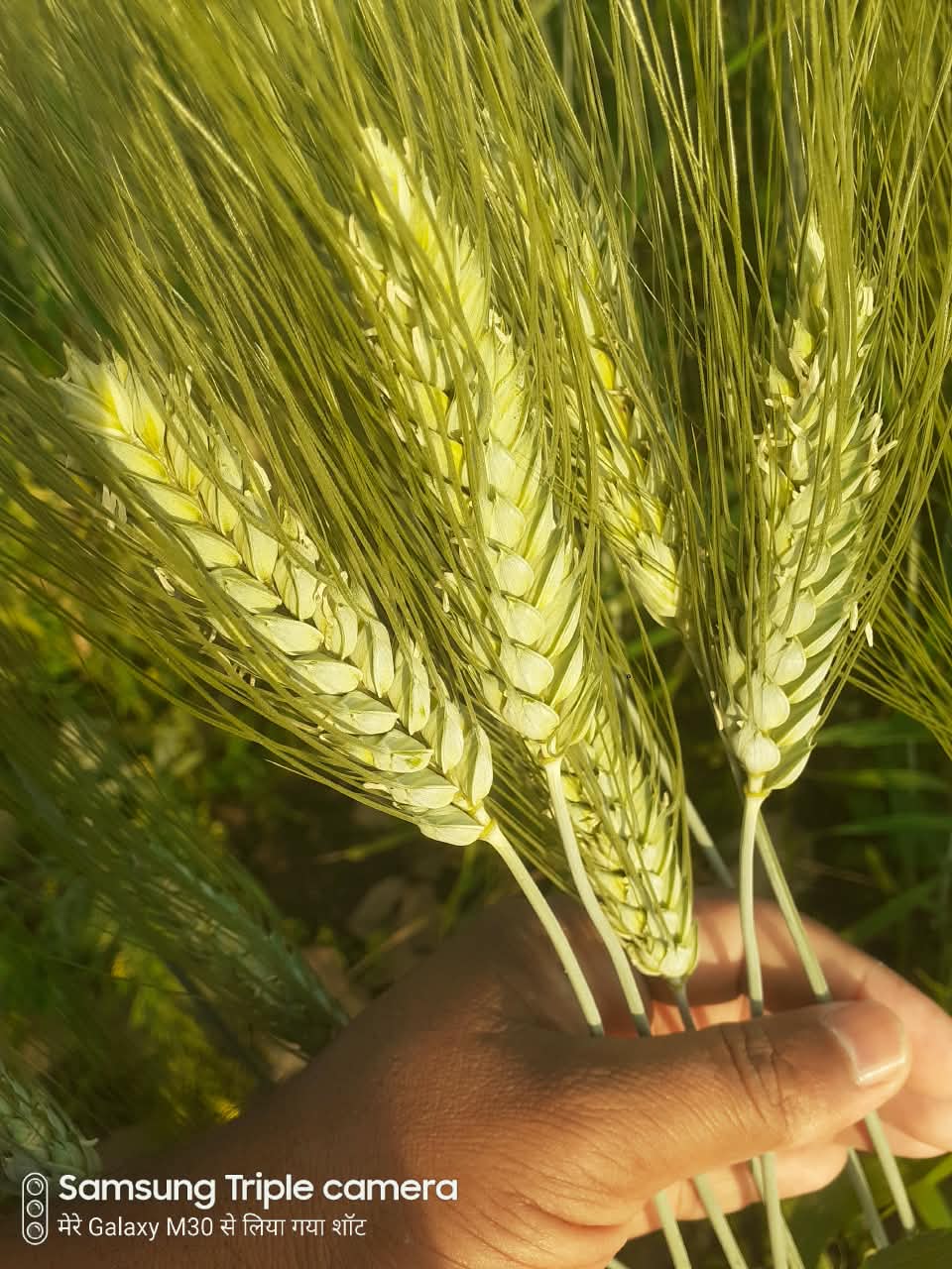 Premium Organic Bansi GOLD Wheat