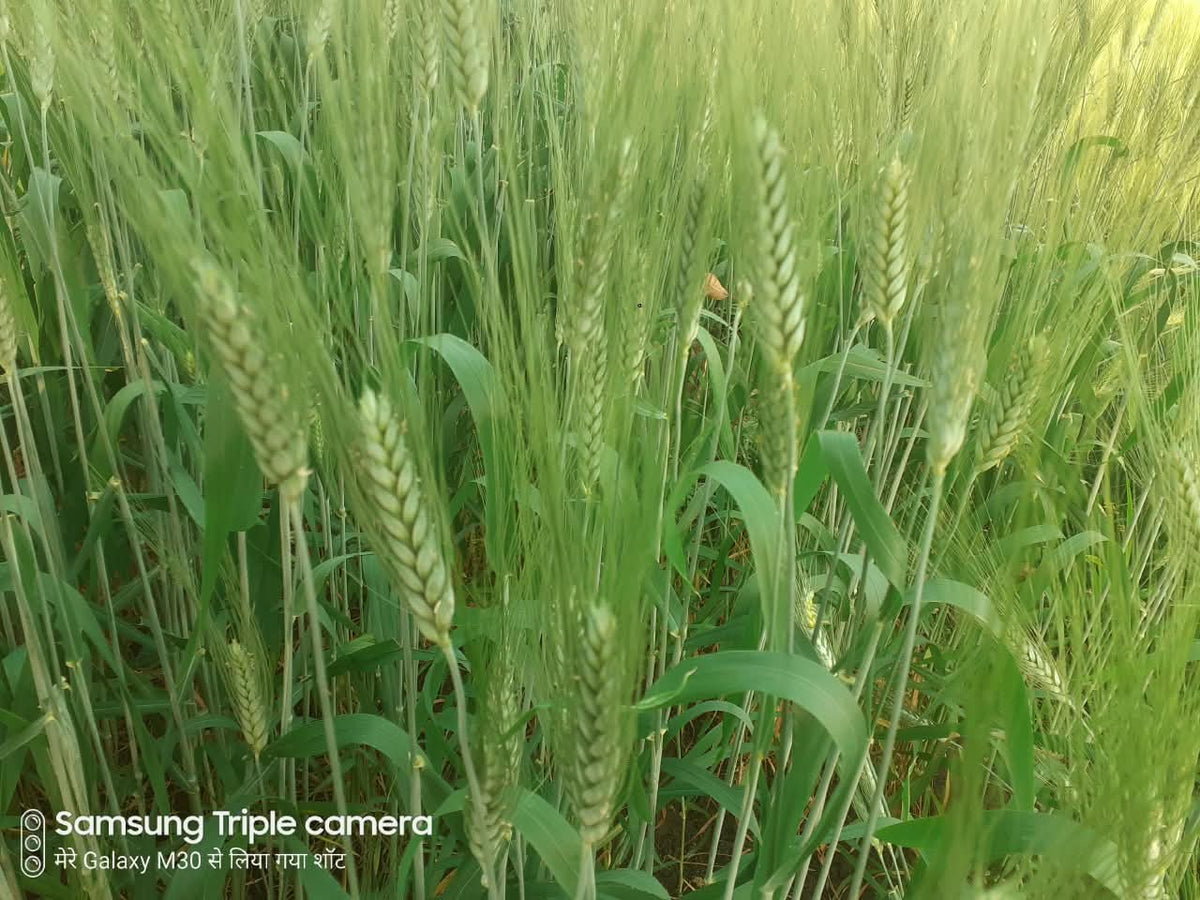 Premium Organic Bansi GOLD Wheat