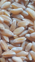 Premium Organic Khapli Wheat