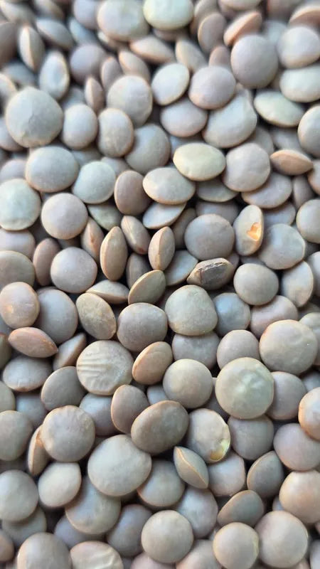 Organically Grown Masoor Whole / Masoor Brown / Lentil