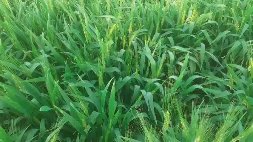 Premium Organic Khapli Wheat