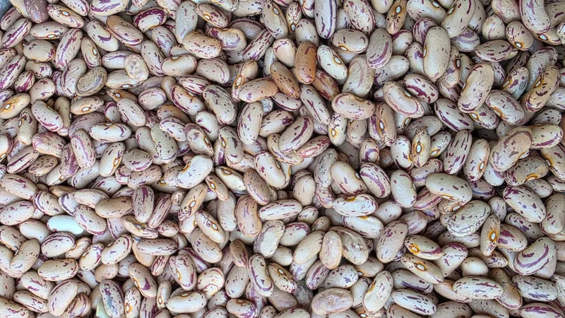 Organically Grown Rajma Chitra (Speckled)