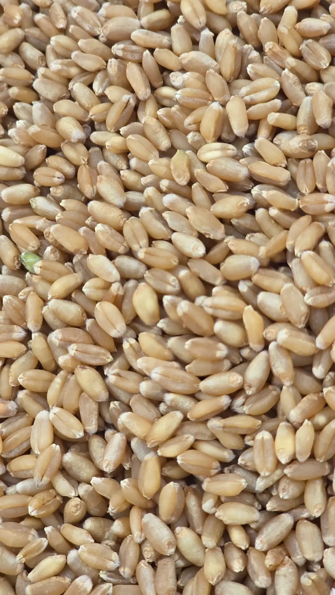 Organically Grown Wheat (Sharbati)