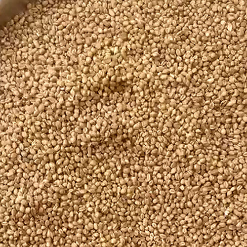 True Organic Sonamoti Wheat