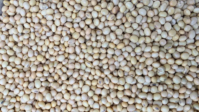 Organically Grown Soyabean Whole