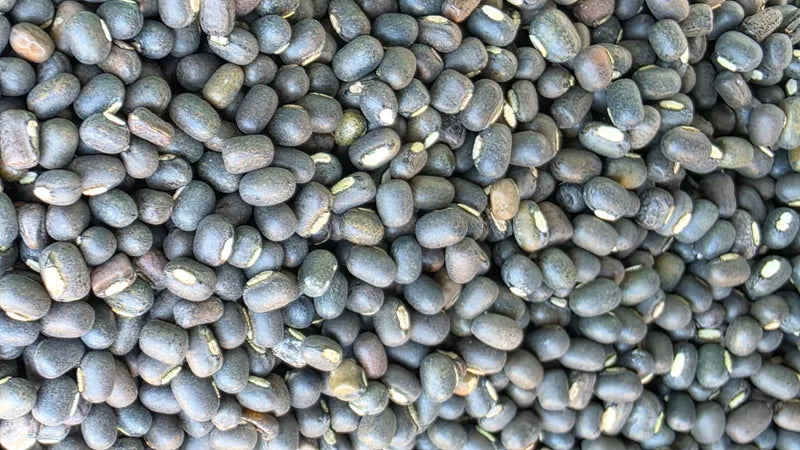 Organically Grown Urad Whole / Black Gram Whole